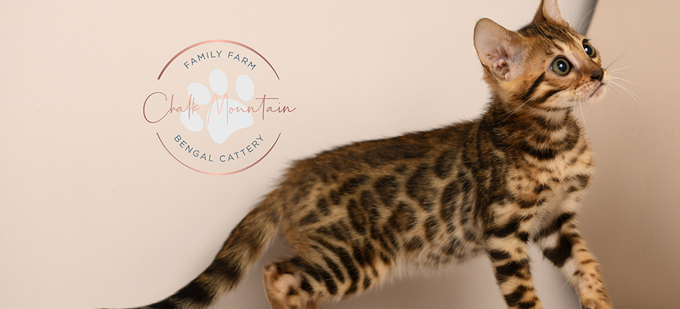 Bengal kitten for sale